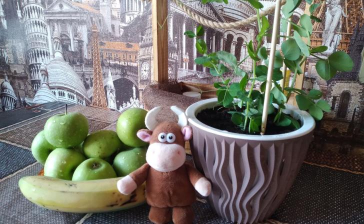 Курян приглашают поиграть в настольные игры о природе