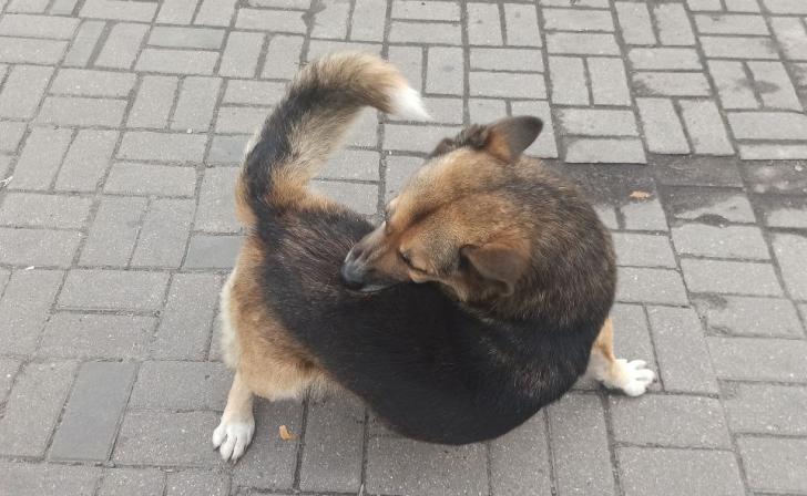 В Курской области у администрации отсудили 25 тыс.рублей за укушенного бродячей собакой мальчика