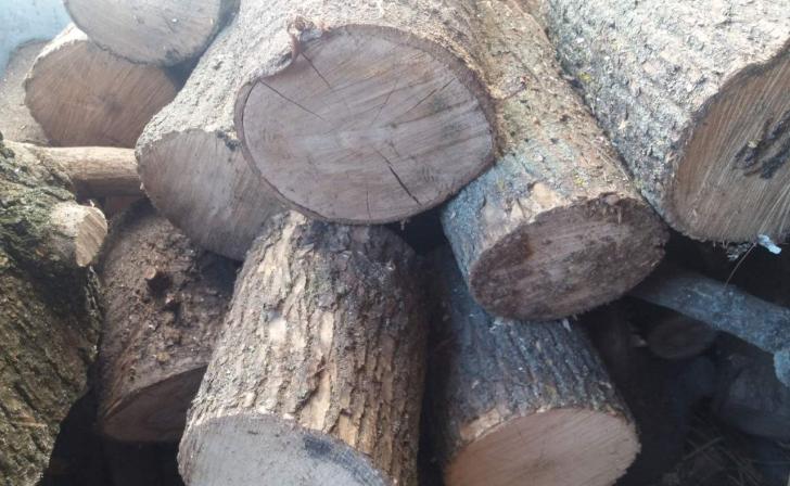 Жителю Курской области за 139 срубленных тополей грозит до 7 лет лишения свободы