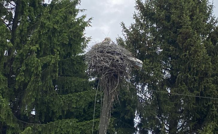 В Брянской области мужчина подорвался на мине