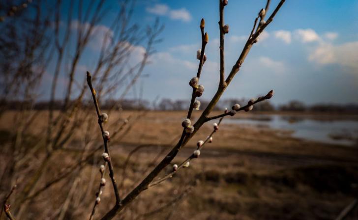 В Курской области 16 марта ожидаются небольшие дожди и до 8 градусов тепла