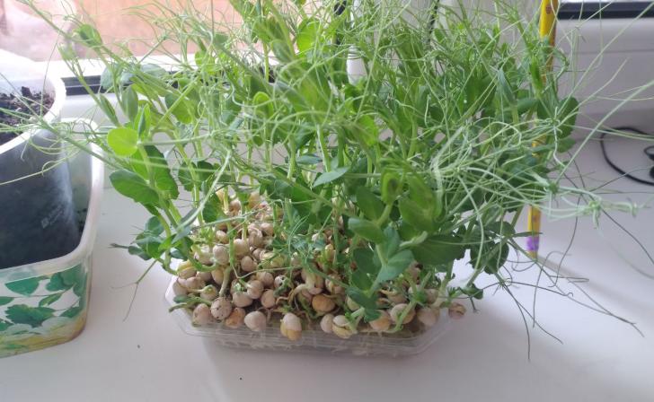 Курянам расскажут, как вырастить на подоконнике огурцы и помидоры