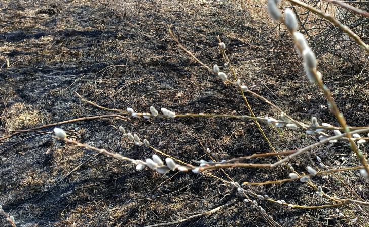 За сутки в Курском районе оштрафовали 5 человек за сжигание сухой травы