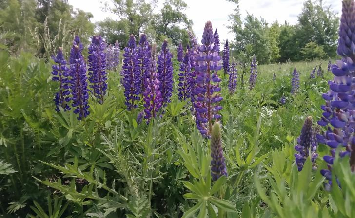 Курян научат создавать ботанические барельефы