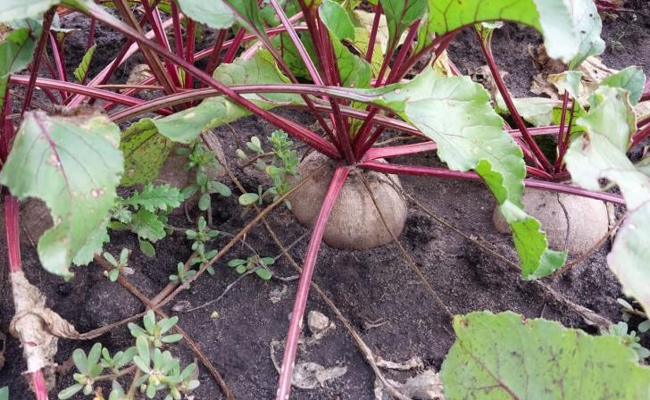 В Курской области за неделю больше всего в цене выросли свекла и вермишель
