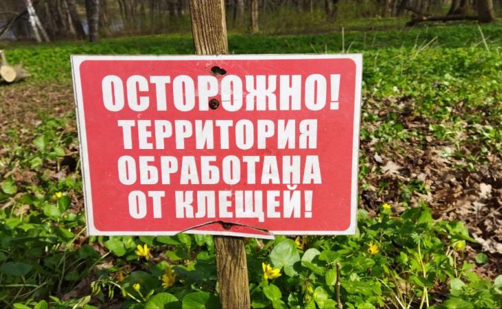 В Курской области клещи покусали 66 человек