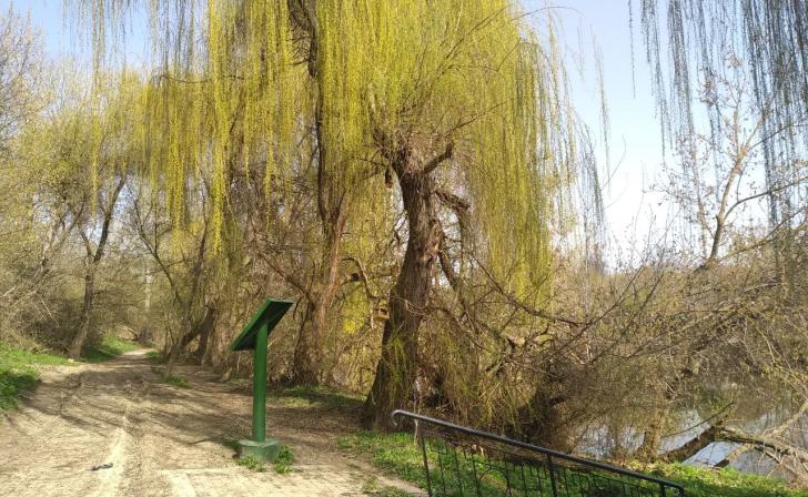 В Курской области 20 апреля будет солнечно и тепло