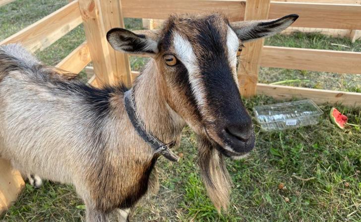 В Курской области выросло поголовье свиней, коз, овец и птицы