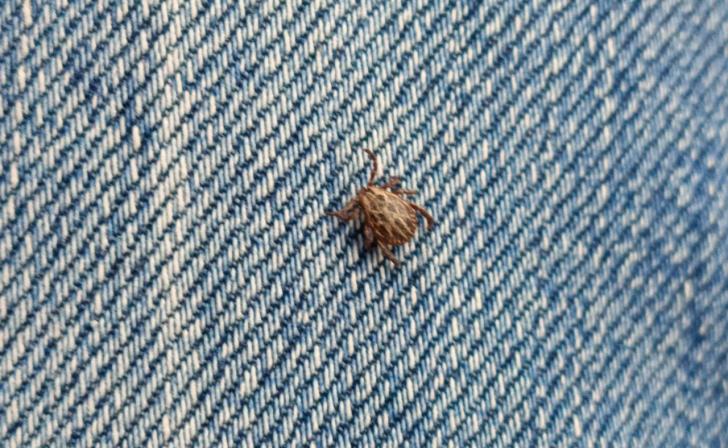 В Курской области ​с 30 апреля заработает горячая линию по вопросам защиты от клещей