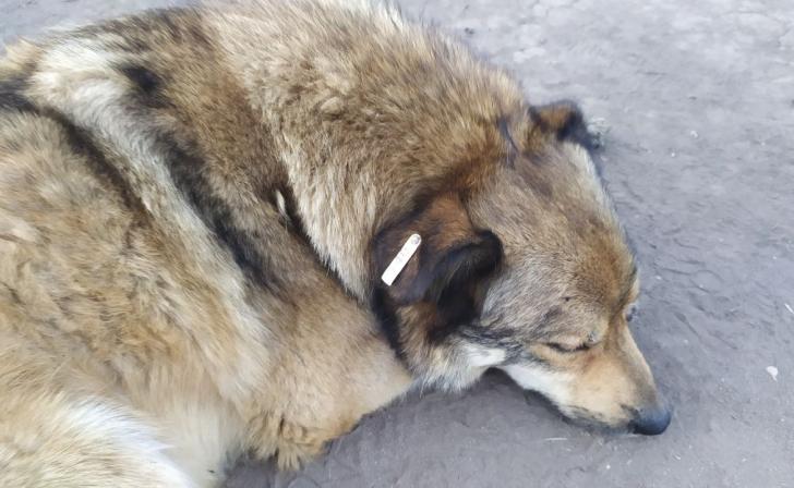 В Курске прокуратура хочет отсудить у мэрии 1,9 млн рублей за укусы бродячих собак