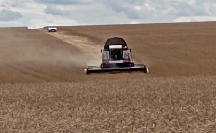 Курские аграрии смогут бесплатно проверить качество урожая пшеницы