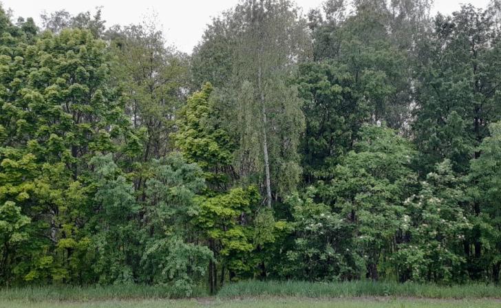 В Курской области продлили ограничения на посещения лесов