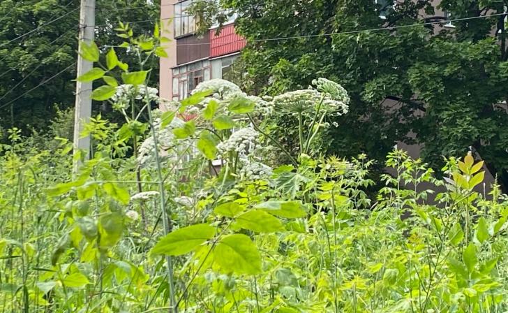 В Курске изобрели робота для борьбы с борщевиком