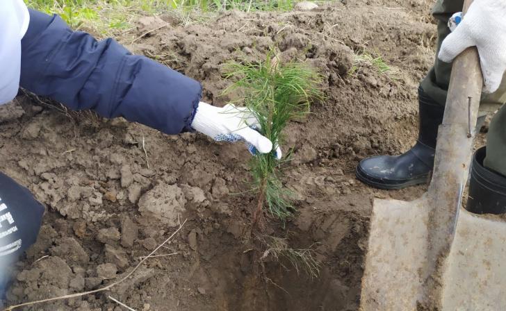 В Курской области в рамках акции «Сад памяти» высажено 133 тысячи деревьев