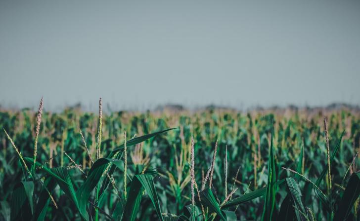 В Курской области выявили 3 тонны зараженной вредителями кукурузы