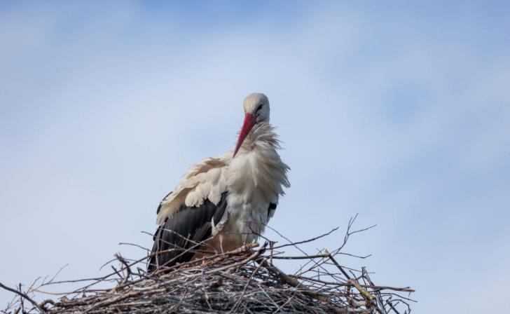 Курян просят посчитать птенцов аиста