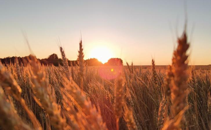 3 июля в Курской области ожидается до 35 градусов жары
