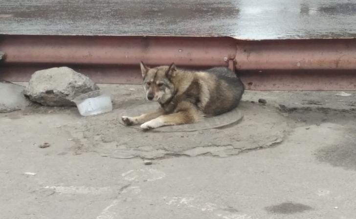 В Курской области с администрации взыскали 35 тыс.рублей за нападение бродячей собаки на ребенка