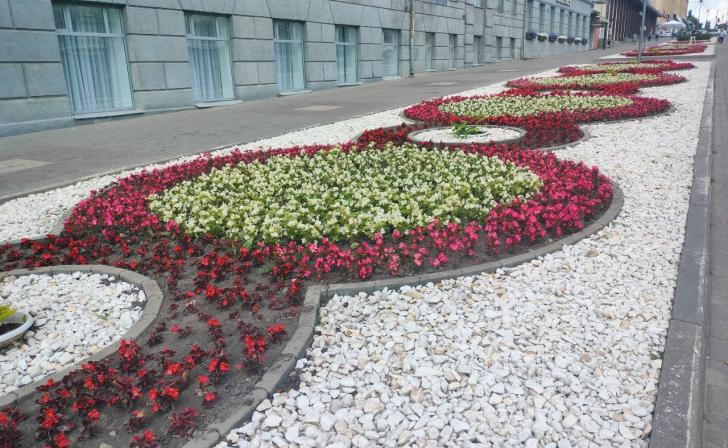 На улицах Курска высадили около 200 тысяч цветов
