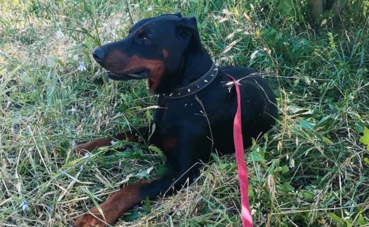 В Курской области доберману ищут новых хозяев