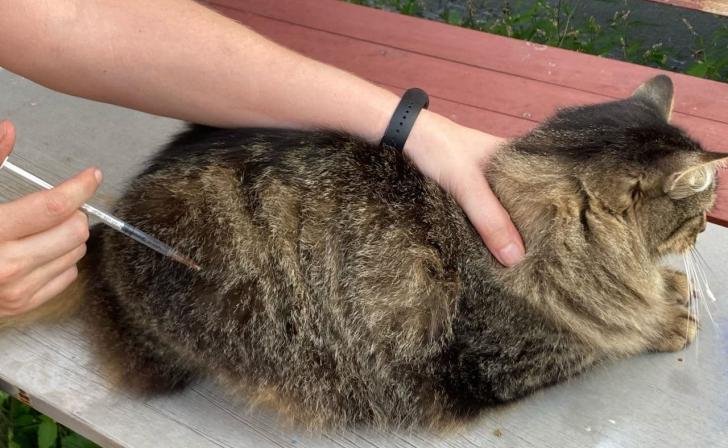 В Курске детям расскажут, как лечить домашних питомцев