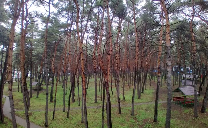 В Курской области продлили ограничительные меры на пребывание граждан в лесах