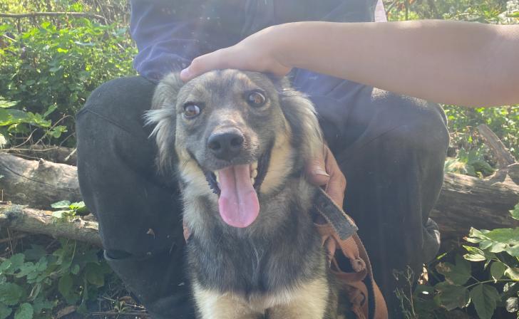 Курские ветеринары осмотрели 148 домашних животных из приграничья