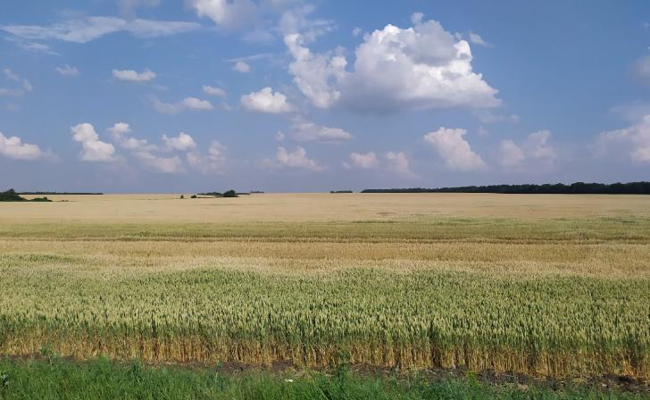 В Курской области показатель пожарной опасности достигнет пятого класса