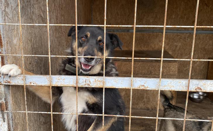 В курском приюте «Право жить» осталось 120 собак