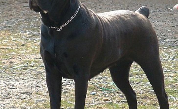 За укус собакой семилетней девочки суд взыскал с курянина 30 тысяч рублей За укус собакой семилетней девочки суд взыскал с курянина 30 тысяч рублей
