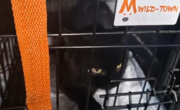 Десятки истощенных кошек из Кореневского района волонтёры везут в Курск