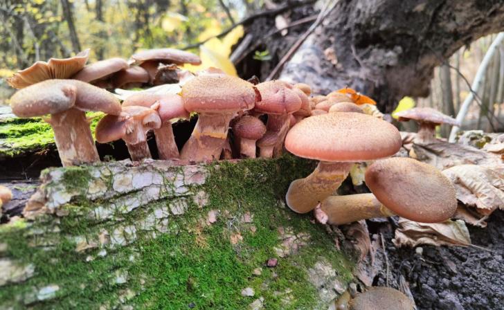 Два жителя Курской области отравились грибами