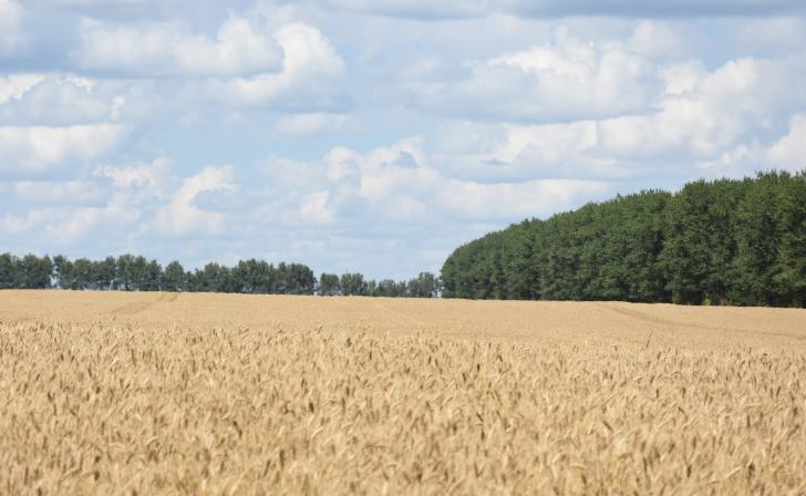 Курская область получила 39 медалей агропромышленной выставки «Золотая осень - 2024»