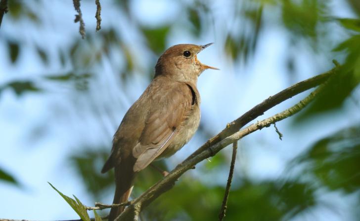 Союз охраны птиц России признал Курскую область самым «соловьиным» регионом