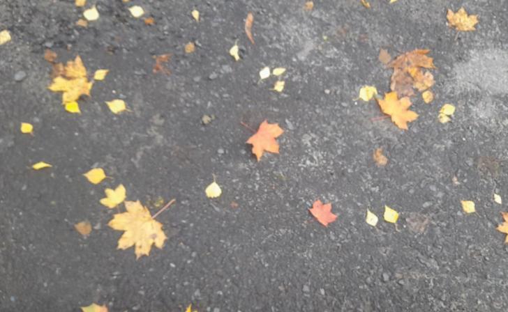 В Курской области 1 ноября ожидается дождливый и теплый день