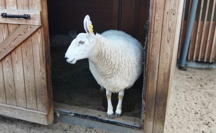 В Курском районе суд обязал хозяина овец сделать животным прививки от оспы