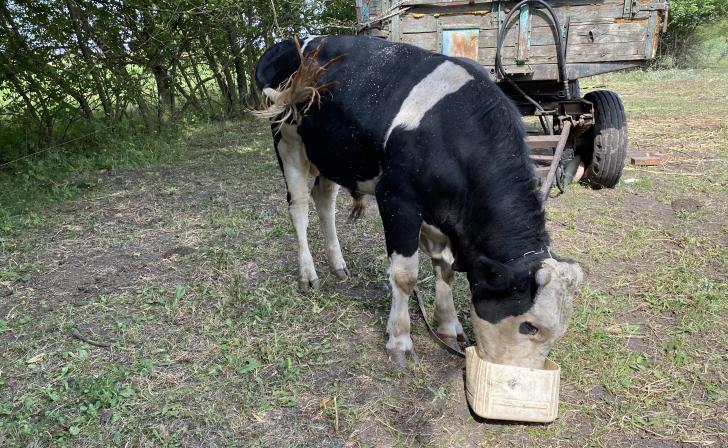 В Курской области за отказ вакцинации животных в суд подано 17 исков