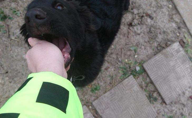 Ребенку, которого укусила бездомная собака, администрация Курчатова выплатит 25 тысяч рублей