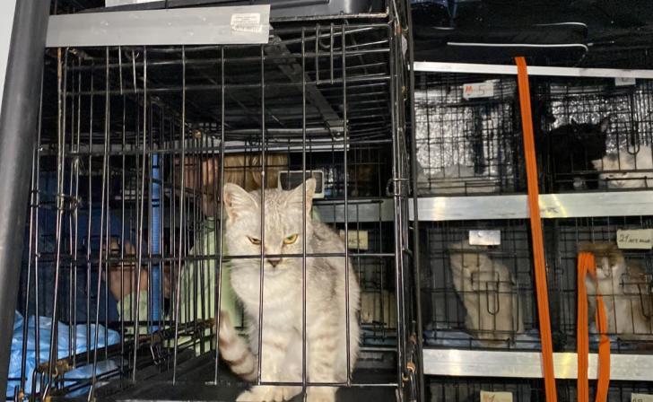 Донецкие волонтёры привезут животных из Глушковского района Курской области