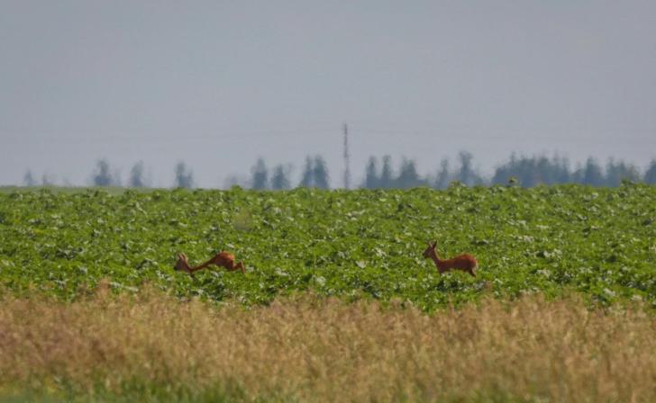 Курянин заплатит около 300 тысяч за двух застреленных косуль