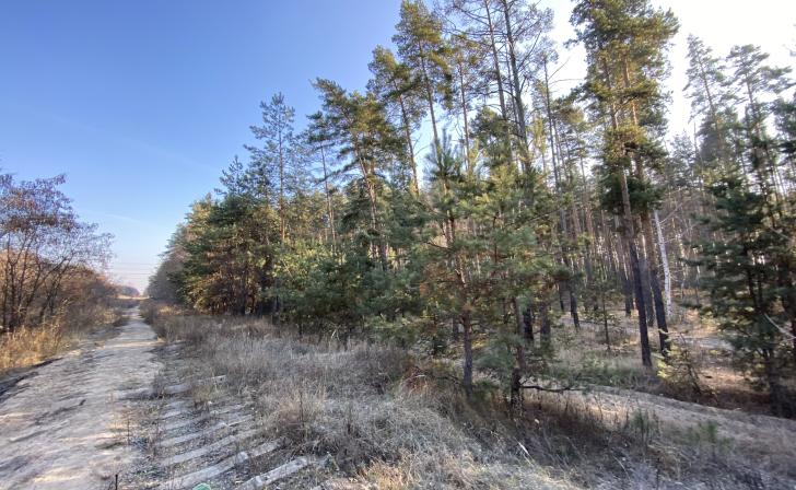 В Курской области усилили охрану хвойных деревьев в преддверии Нового года
