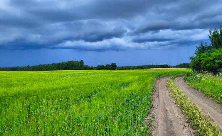 В Курской области около 200 га земли заражено ядовитым растением-паразитом