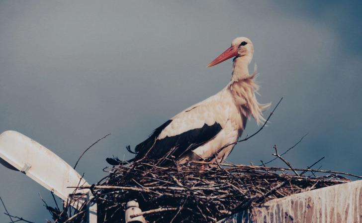 В Курской области в этом году насчитали 700 гнёзд аистов