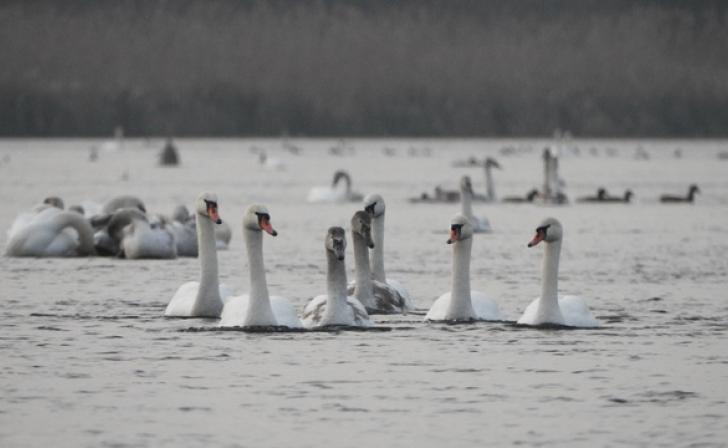 Рекордное число лебедей обнаружили на Сейме под Курском