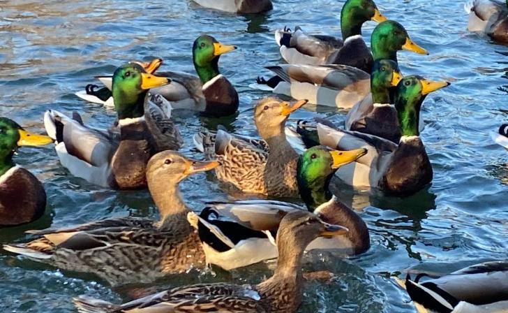 Куряне будут считать уток все выходные