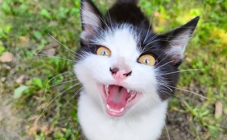 8 человек умерли от бешенства в Курской области за 33 года