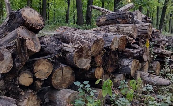 В Курской области собрали дрова для военных