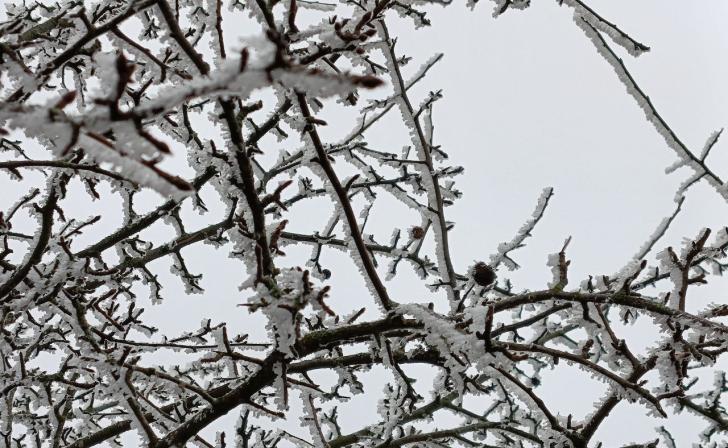 В Курской области ожидается мороз до 7 градусов