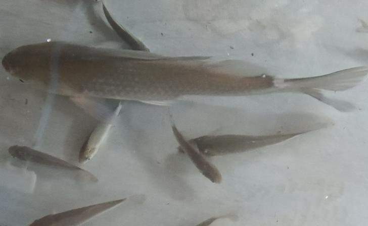 В Курской области возбуждено уголовное дело по факту массовой гибели рыбы