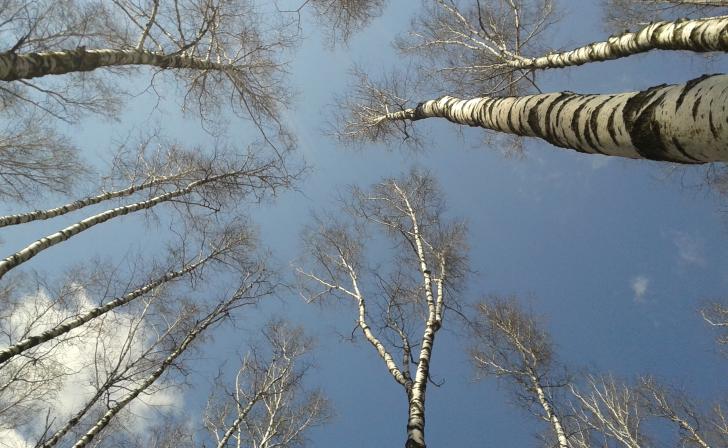 В Курской области 13 марта потеплеет до плюс 17 градусов